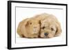 Golden Cockerpoo (Cocker Spaniel X Poodle) Puppy, 6 Weeks, with Red Guinea Pig-Mark Taylor-Framed Photographic Print