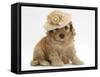 Golden Cockerpoo Puppy, 6 Weeks, Wearing a Straw Hat-Mark Taylor-Framed Stretched Canvas