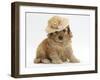 Golden Cockerpoo Puppy, 6 Weeks, Wearing a Straw Hat-Mark Taylor-Framed Photographic Print