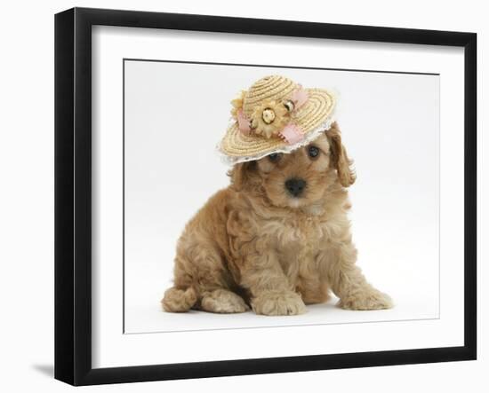 Golden Cockerpoo Puppy, 6 Weeks, Wearing a Straw Hat-Mark Taylor-Framed Photographic Print