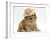 Golden Cockerpoo Puppy, 6 Weeks, Wearing a Straw Hat-Mark Taylor-Framed Photographic Print