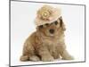 Golden Cockerpoo Puppy, 6 Weeks, Wearing a Straw Hat-Mark Taylor-Mounted Photographic Print
