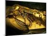 Golden Coffin of Tutahkhamun, Valley of the Kings, Egypt-Kenneth Garrett-Mounted Photographic Print