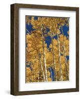 Golden Colored Aspen Trees, Coconino National Forest, Arizona-Greg Probst-Framed Photographic Print