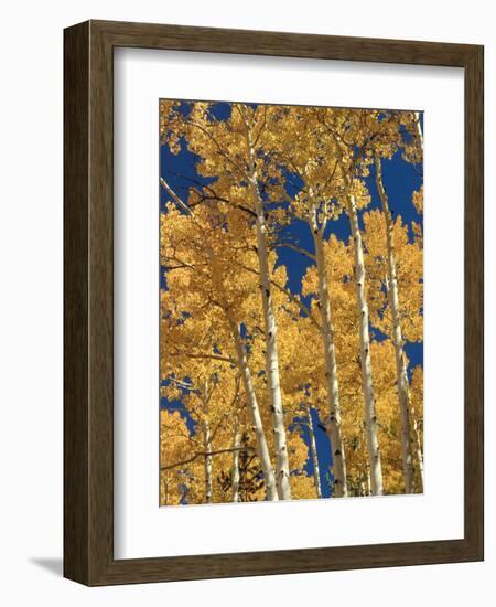 Golden Colored Aspen Trees, Coconino National Forest, Arizona-Greg Probst-Framed Photographic Print