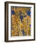 Golden Colored Aspen Trees, Coconino National Forest, Arizona-Greg Probst-Framed Photographic Print