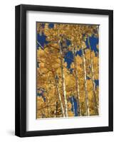 Golden Colored Aspen Trees, Coconino National Forest, Arizona-Greg Probst-Framed Photographic Print