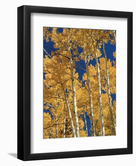 Golden Colored Aspen Trees, Coconino National Forest, Arizona-Greg Probst-Framed Photographic Print