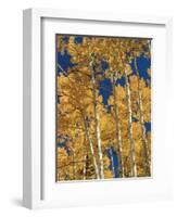 Golden Colored Aspen Trees, Coconino National Forest, Arizona-Greg Probst-Framed Photographic Print