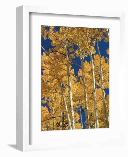Golden Colored Aspen Trees, Coconino National Forest, Arizona-Greg Probst-Framed Photographic Print
