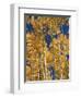 Golden Colored Aspen Trees, Coconino National Forest, Arizona-Greg Probst-Framed Photographic Print