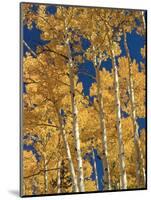 Golden Colored Aspen Trees, Coconino National Forest, Arizona-Greg Probst-Mounted Photographic Print