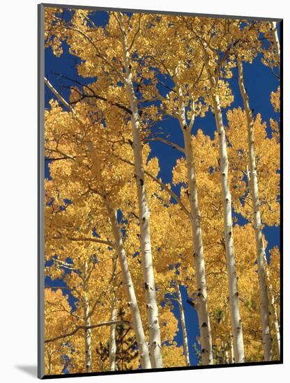 Golden Colored Aspen Trees, Coconino National Forest, Arizona-Greg Probst-Mounted Photographic Print