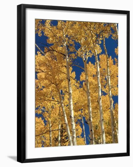 Golden Colored Aspen Trees, Coconino National Forest, Arizona-Greg Probst-Framed Photographic Print