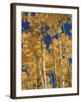 Golden Colored Aspen Trees, Coconino National Forest, Arizona-Greg Probst-Framed Photographic Print