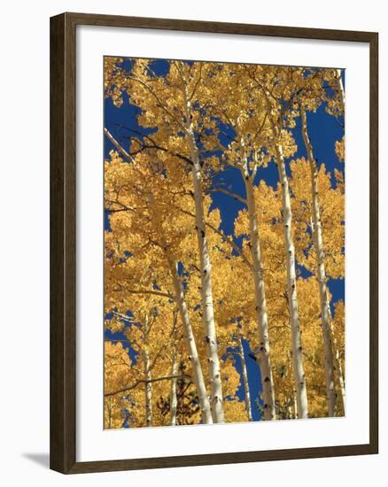 Golden Colored Aspen Trees, Coconino National Forest, Arizona-Greg Probst-Framed Photographic Print