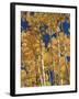 Golden Colored Aspen Trees, Coconino National Forest, Arizona-Greg Probst-Framed Photographic Print