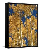 Golden Colored Aspen Trees, Coconino National Forest, Arizona-Greg Probst-Framed Stretched Canvas