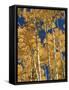 Golden Colored Aspen Trees, Coconino National Forest, Arizona-Greg Probst-Framed Stretched Canvas