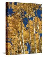 Golden Colored Aspen Trees, Coconino National Forest, Arizona-Greg Probst-Stretched Canvas