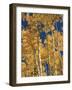 Golden Colored Aspen Trees, Coconino National Forest, Arizona-Greg Probst-Framed Photographic Print