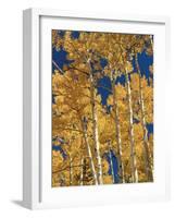 Golden Colored Aspen Trees, Coconino National Forest, Arizona-Greg Probst-Framed Photographic Print