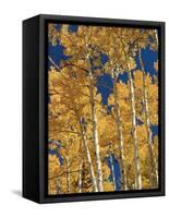 Golden Colored Aspen Trees, Coconino National Forest, Arizona-Greg Probst-Framed Stretched Canvas