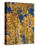 Golden Colored Aspen Trees, Coconino National Forest, Arizona-Greg Probst-Stretched Canvas