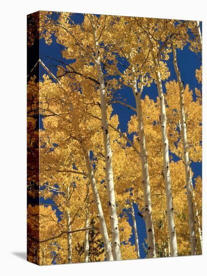 Golden Colored Aspen Trees, Coconino National Forest, Arizona-Greg Probst-Stretched Canvas