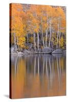 Golden Coloured Fall Foliage and Reflections on the Shores of Intake 2 Lake in the Eastern Sierras-Adam Burton-Stretched Canvas