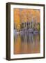 Golden Coloured Fall Foliage and Reflections on the Shores of Intake 2 Lake in the Eastern Sierras-Adam Burton-Framed Photographic Print