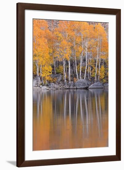 Golden Coloured Fall Foliage and Reflections on the Shores of Intake 2 Lake in the Eastern Sierras-Adam Burton-Framed Photographic Print