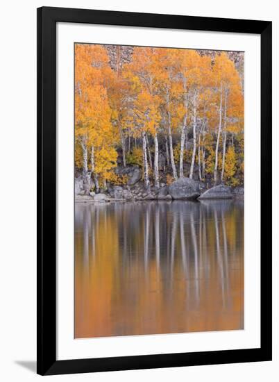 Golden Coloured Fall Foliage and Reflections on the Shores of Intake 2 Lake in the Eastern Sierras-Adam Burton-Framed Photographic Print