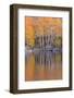 Golden Coloured Fall Foliage and Reflections on the Shores of Intake 2 Lake in the Eastern Sierras-Adam Burton-Framed Photographic Print
