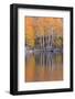 Golden Coloured Fall Foliage and Reflections on the Shores of Intake 2 Lake in the Eastern Sierras-Adam Burton-Framed Photographic Print