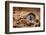 Golden Compass Buried in the Sand Concept for Lost or Direction-Flynt-Framed Photographic Print