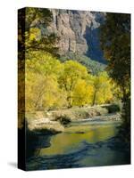 Golden Cottonwood Trees on Banks of the Virgin River, Zion National Park, Utah, USA-Ruth Tomlinson-Stretched Canvas