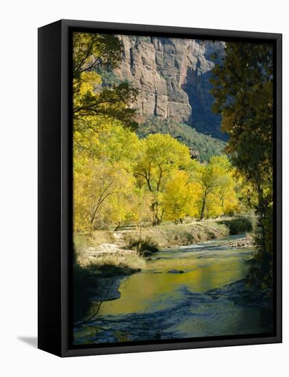 Golden Cottonwood Trees on Banks of the Virgin River, Zion National Park, Utah, USA-Ruth Tomlinson-Framed Stretched Canvas