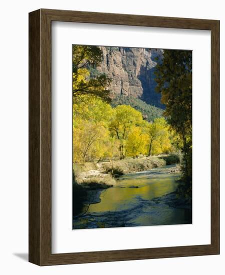 Golden Cottonwood Trees on Banks of the Virgin River, Zion National Park, Utah, USA-Ruth Tomlinson-Framed Photographic Print