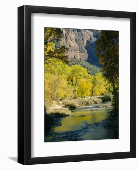 Golden Cottonwood Trees on Banks of the Virgin River, Zion National Park, Utah, USA-Ruth Tomlinson-Framed Photographic Print