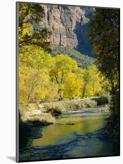 Golden Cottonwood Trees on Banks of the Virgin River, Zion National Park, Utah, USA-Ruth Tomlinson-Mounted Photographic Print