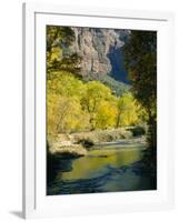 Golden Cottonwood Trees on Banks of the Virgin River, Zion National Park, Utah, USA-Ruth Tomlinson-Framed Photographic Print