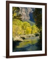 Golden Cottonwood Trees on Banks of the Virgin River, Zion National Park, Utah, USA-Ruth Tomlinson-Framed Photographic Print