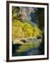 Golden Cottonwood Trees on Banks of the Virgin River, Zion National Park, Utah, USA-Ruth Tomlinson-Framed Photographic Print