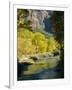 Golden Cottonwood Trees on Banks of the Virgin River, Zion National Park, Utah, USA-Ruth Tomlinson-Framed Photographic Print