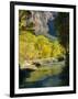 Golden Cottonwood Trees on Banks of the Virgin River, Zion National Park, Utah, USA-Ruth Tomlinson-Framed Photographic Print