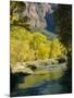 Golden Cottonwood Trees on Banks of the Virgin River, Zion National Park, Utah, USA-Ruth Tomlinson-Mounted Photographic Print