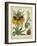 Golden Crown Imperial-Sydenham Teast Edwards-Framed Art Print