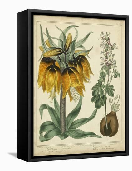 Golden Crown Imperial-Sydenham Teast Edwards-Framed Stretched Canvas