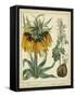 Golden Crown Imperial-Sydenham Teast Edwards-Framed Stretched Canvas